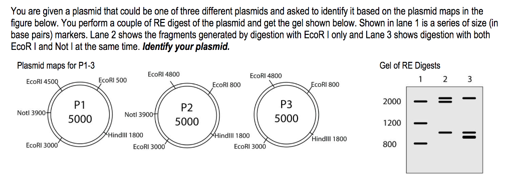 Solved You are given a plasmid that could be one of three | Chegg.com