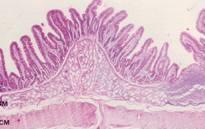 Solved idenify this tissue | Chegg.com