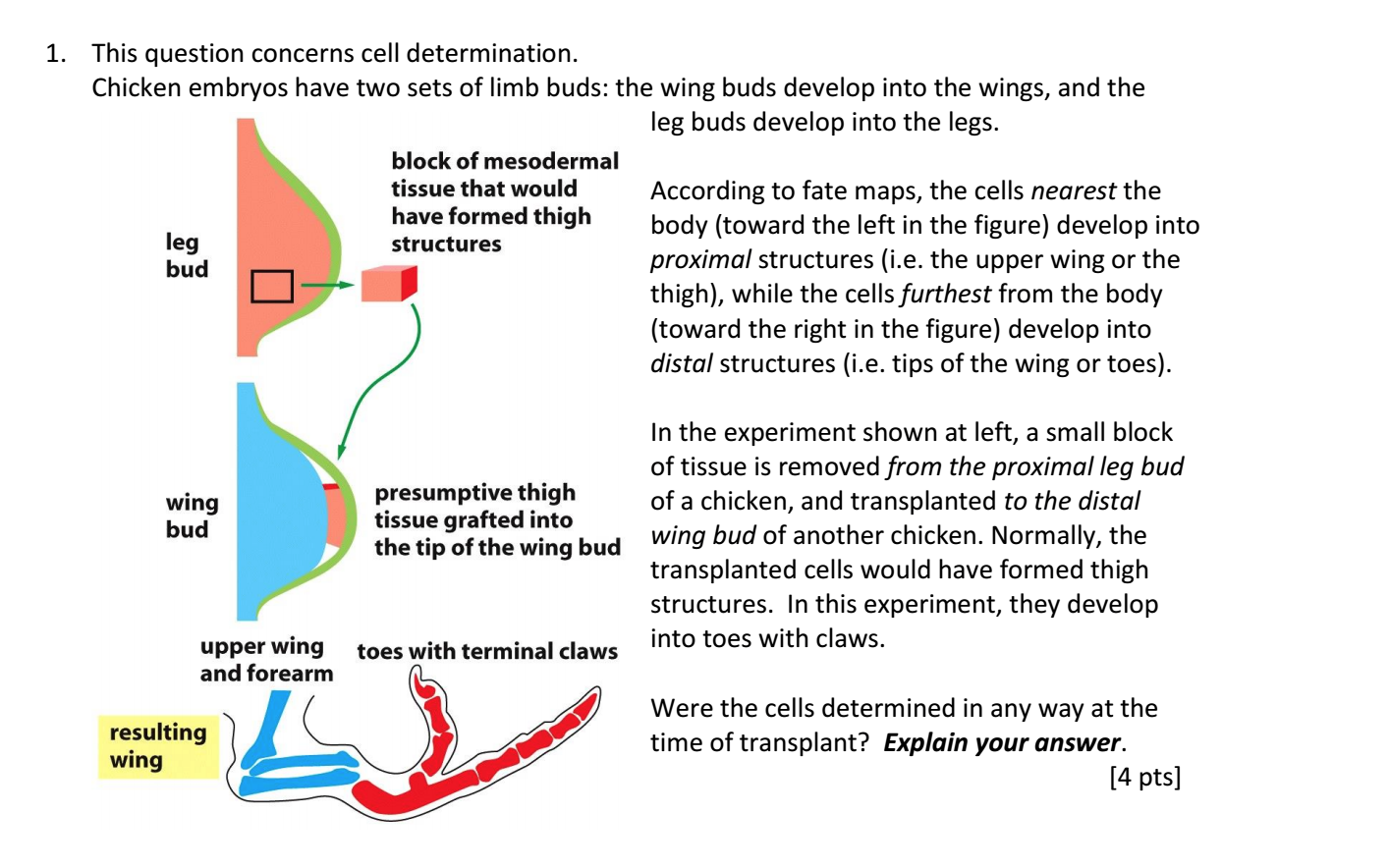 Solved This question concerns cell determination. Chicken | Chegg.com