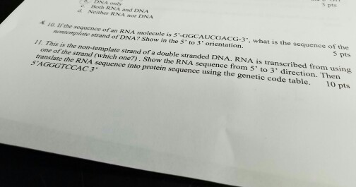 Solved If The Sequence Of An RNA Molecule Is Chegg