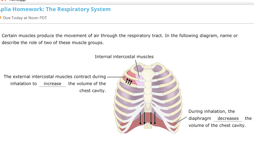 Solved Certain muscles produce the movement of air through | Chegg.com
