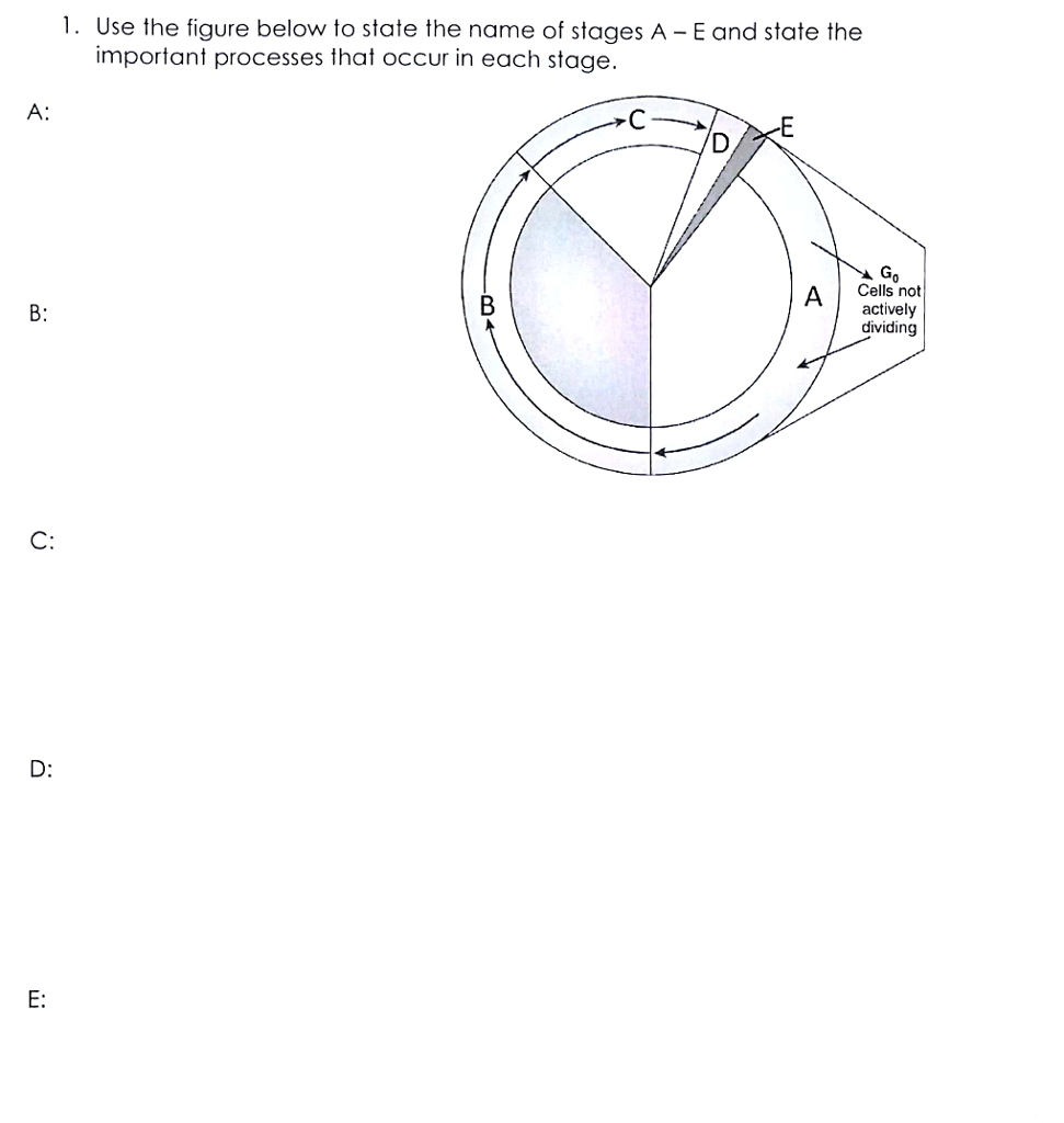 Solved Use the figure below to state the name of stages A - | Chegg.com