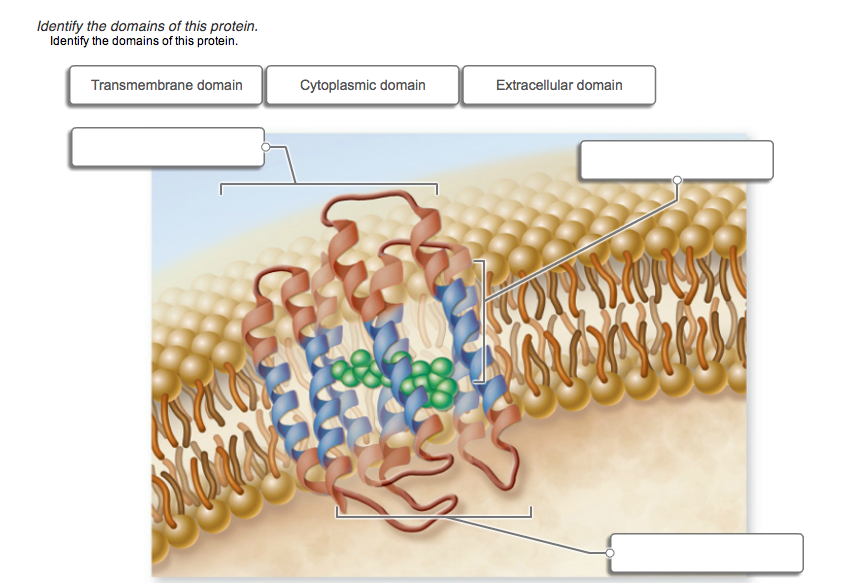 Solved Identify the domains of this protein.