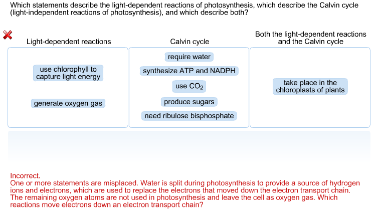 solved-which-statements-describe-the-light-dependent-chegg