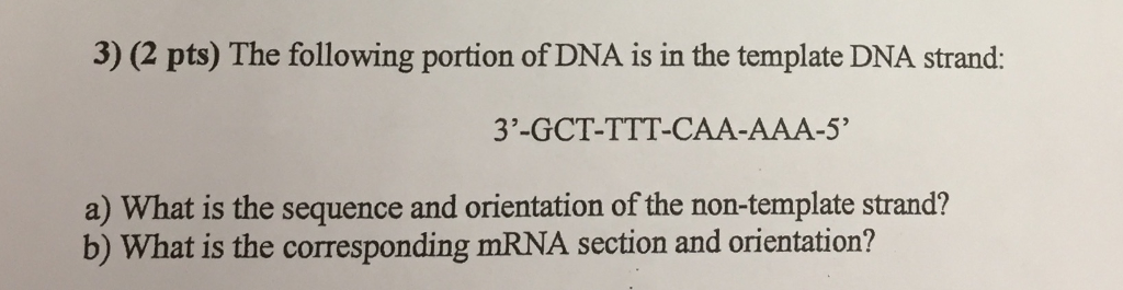 Solved 3) (2 pts) The following portion of DNA is in the | Chegg.com