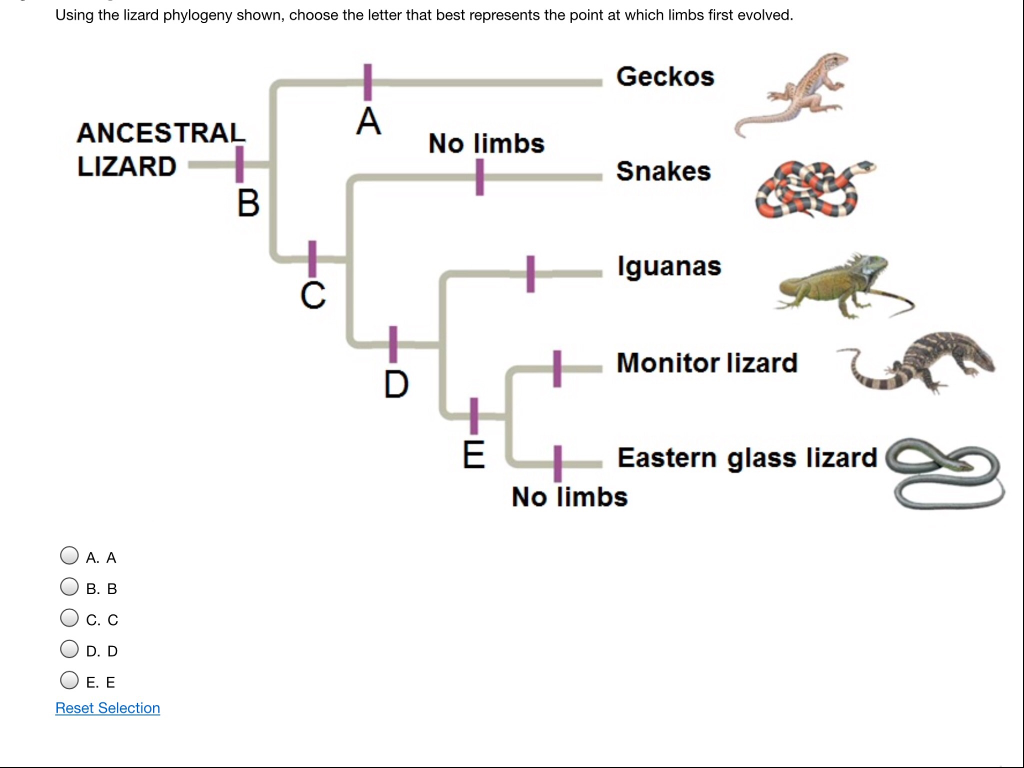 Solved Using the lizard phylogeny shown, choose the letter | Chegg.com