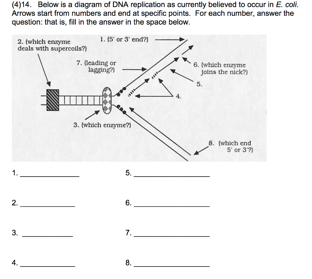 Solved Below is a diagram of DNA replication as currently | Chegg.com