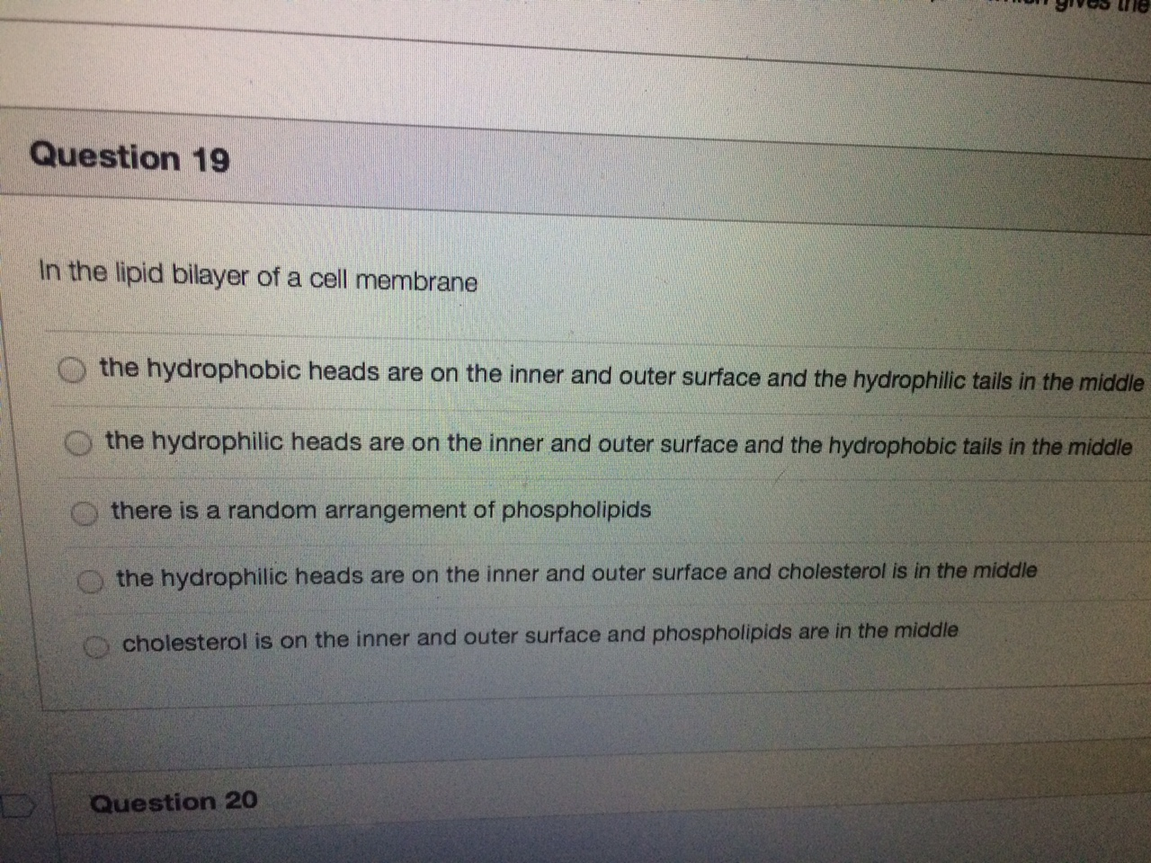 Solved In the lipid bilayer of a cell membrane The | Chegg.com