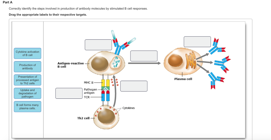 Solved Part A Correctly identify the steps involved in | Chegg.com