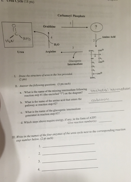 Solved Draw the structure of urea in the box provided. | Chegg.com