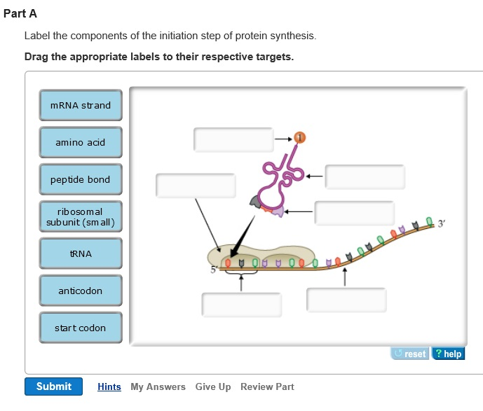 Solved Label the components of the initiation step of | Chegg.com