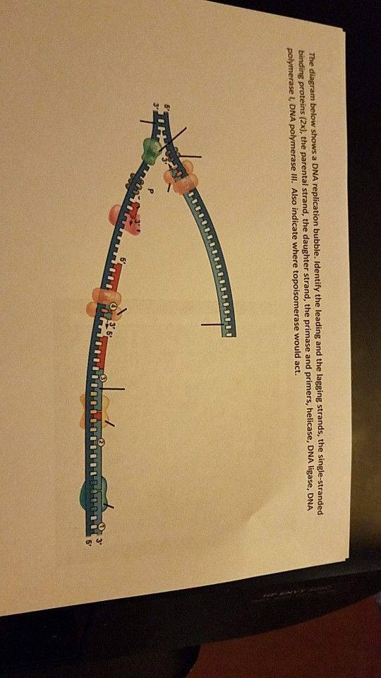 Solved below shows a DNA replication bubble. Identify the | Chegg.com