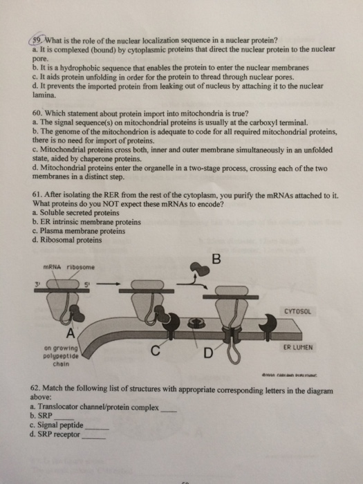 Solved nucleus chloroplast 2 proteins made in cytosol