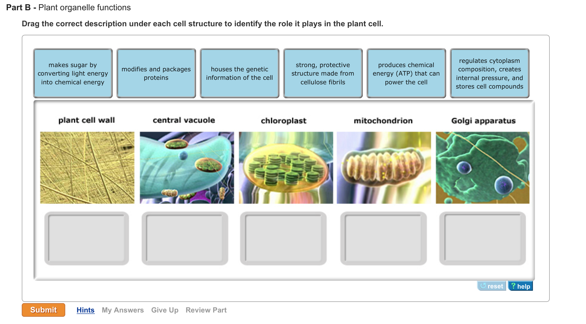 Установите соответствие клеточная стенка. Cell City organelle and description of function. Identify, describe and explain the differences between Plant and animal Cells (under a Light Microscope (LM)). Shows a Plant Cell complete the Table by matching each of the described functions to one of the Cell Parts a-f.