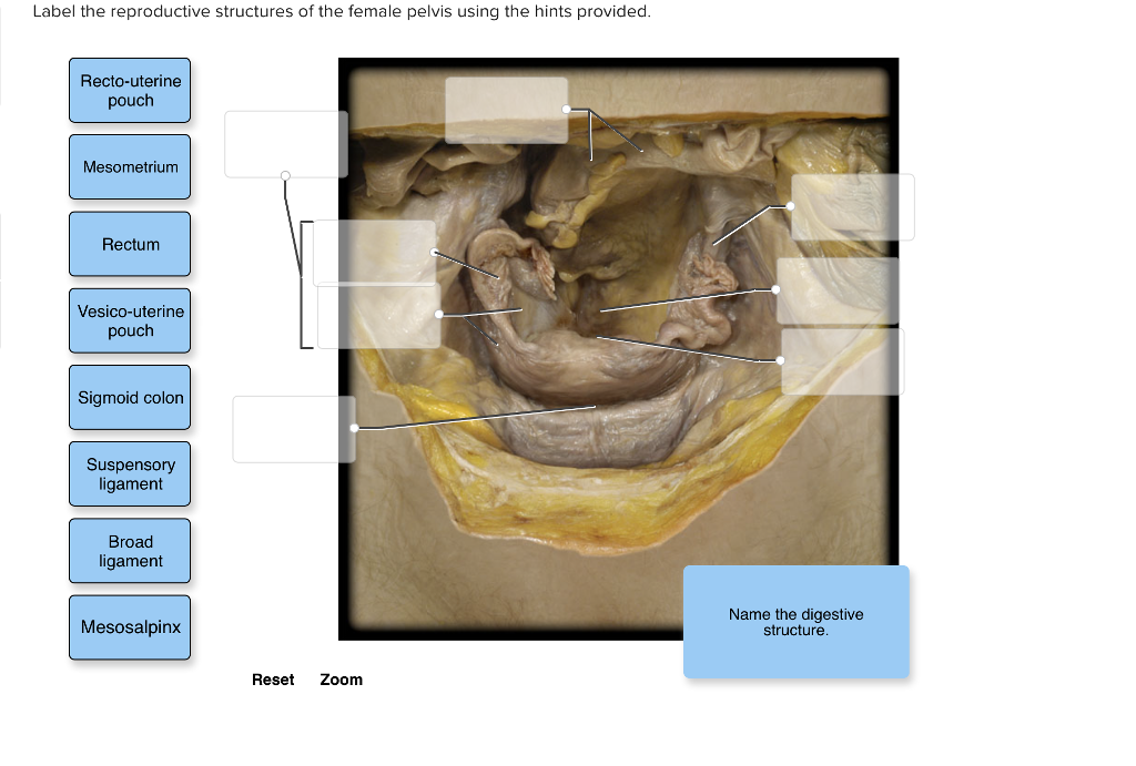 Uterovesical Pouch Function