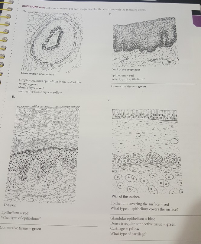 Solved QUESTIONS 6-9: Colorin g exercises. For each diagram, | Chegg.com