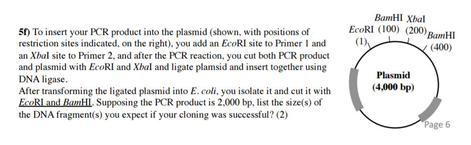 Solved To insert your PCR product into the plasmid (shown, | Chegg.com