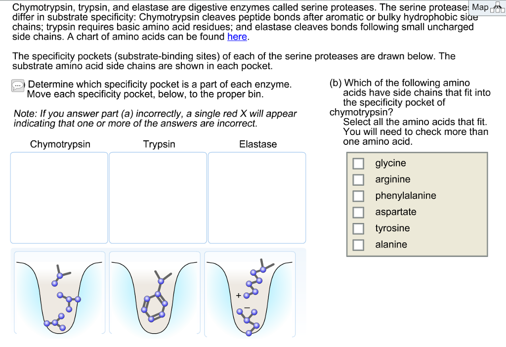 Solved Chymotrypsin Trypsin And Elastase Are Digestive Chegg