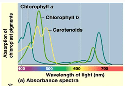 Absorption Spectrum Of Chlorophyll A And B And Carotenoids