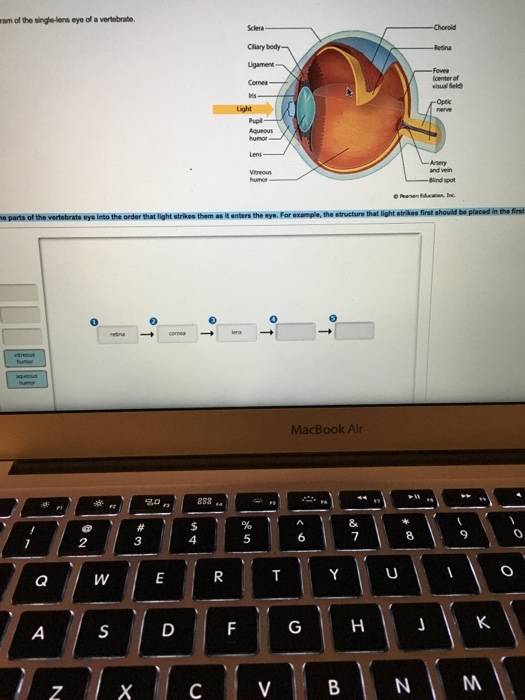 Solved Ram of the single Lens eye of a verb rate. parts of