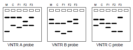 Solved Analysis of VNTR (variable number tandem repeats) or | Chegg.com