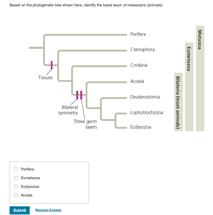 solved-based-on-the-phylogenetic-tree-shown-here-identify-chegg