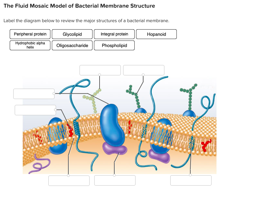 Diagram Of Fluid Mosaic Model