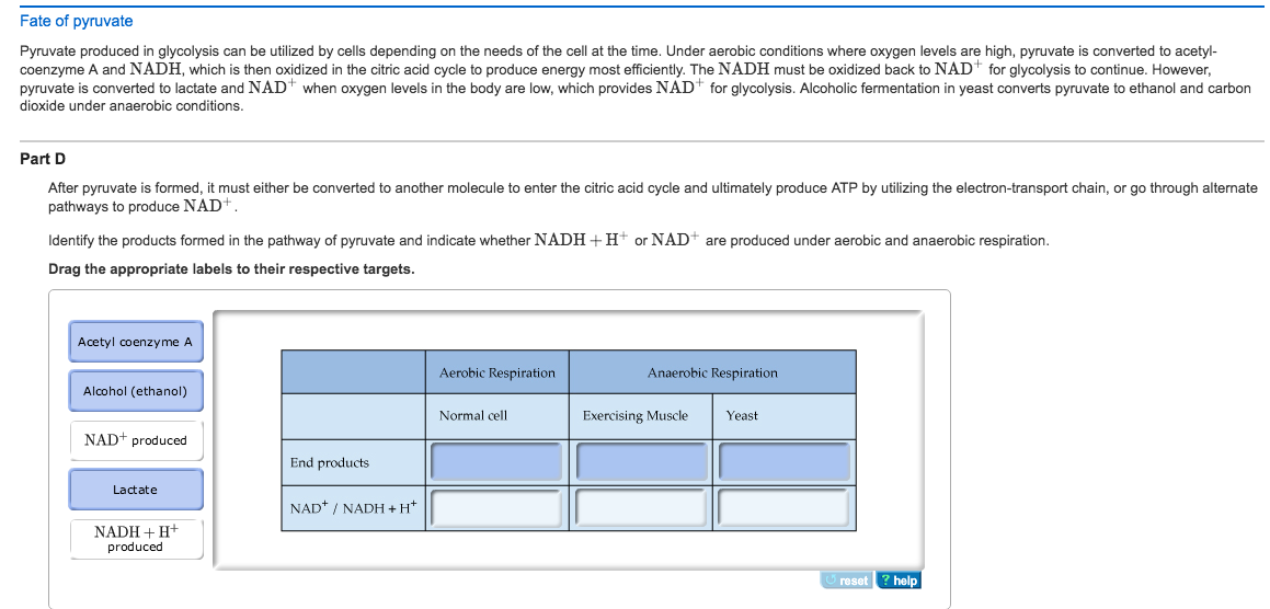 The Krebs Cycle And Electron Transport Chain Worksheet Answers