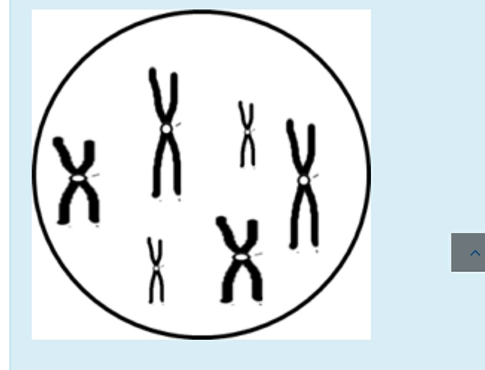 Solved How many sets of homologous chromosomes does the cell | Chegg.com