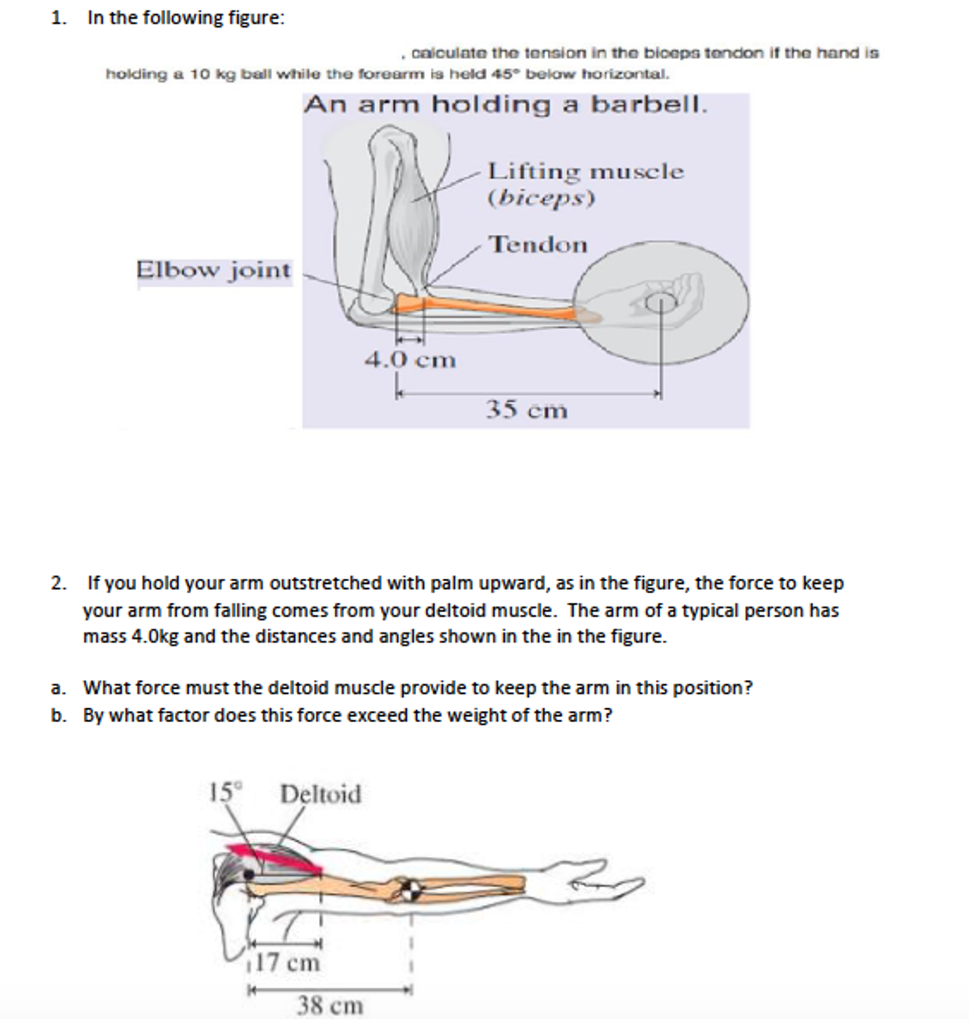 solved-if-you-hold-your-arm-outstretched-with-palm-upward-chegg