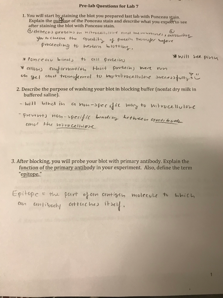Solved Pre-lab Questions for Lab 7 1. You will start by | Chegg.com