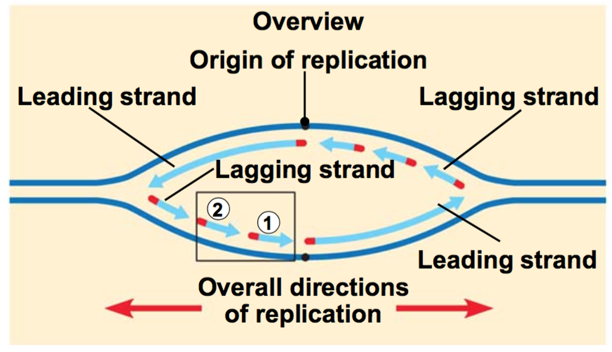 DNA Replication Bubble Diagram