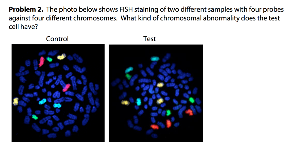 Solved Problem 2. The photo below shows FISH staining of two Chegg