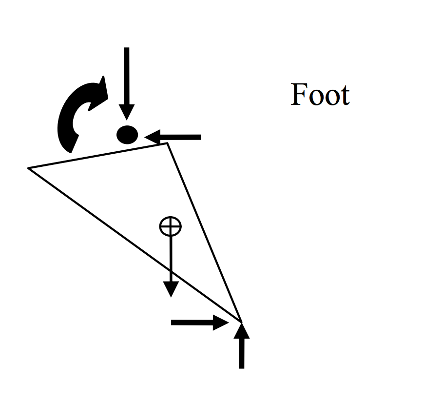 Solved During the push off phase of running, an athlete | Chegg.com