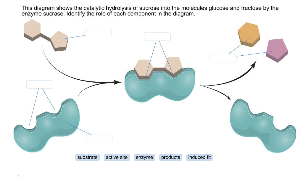 Solved This diagram shows the catalytic hydrolysis of