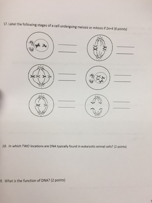 Solved Label the following stages of a cell undergoing | Chegg.com