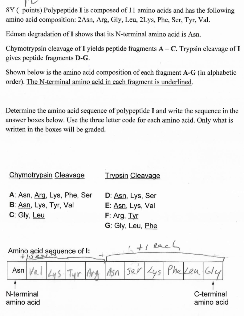 Solved 8Y ( points) Polypeptide I is composed of 11 amino | Chegg.com