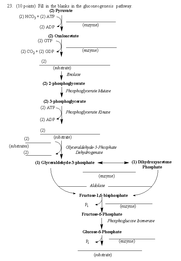 Solved Fill in the blanks in the gluconeogenesis pathway. | Chegg.com