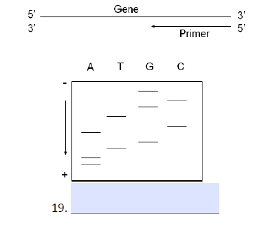 Solved Gene 5' 3' 3. Primer ATGC 19 35 53 | Chegg.com