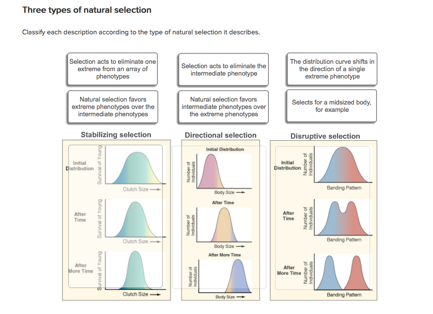 solved-three-types-of-natural-selection-classify-each-chegg