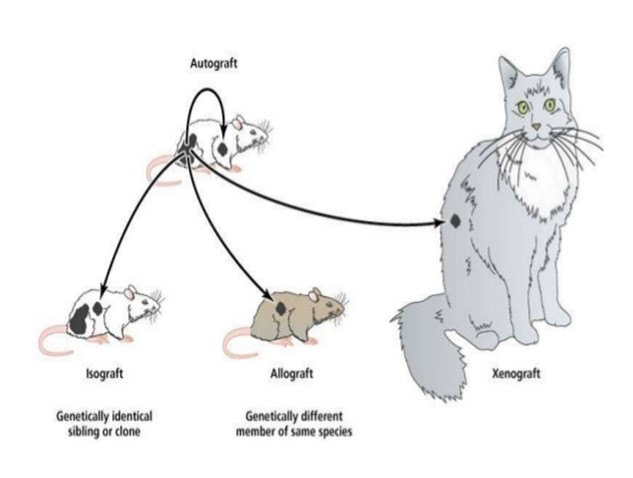 Isograft Examples Solved Can someone please explain this graph for me? What is | Chegg.com