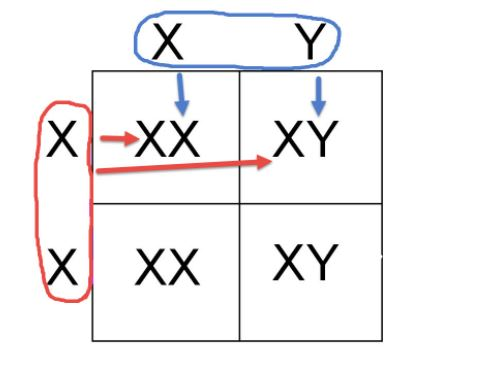 Xy wrbt схема