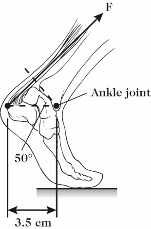 Solved In the figure, the Achilles tendon exerts a force F = | Chegg.com