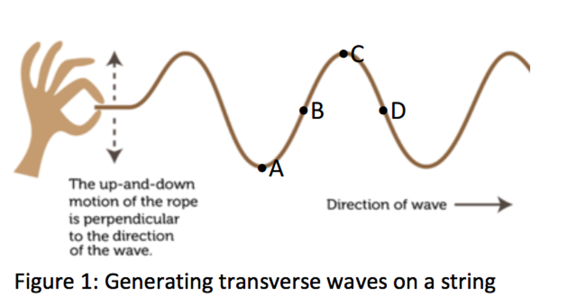 Solved: Regarding The Transverse Wave In Figure 1, What Ar... | Chegg.com