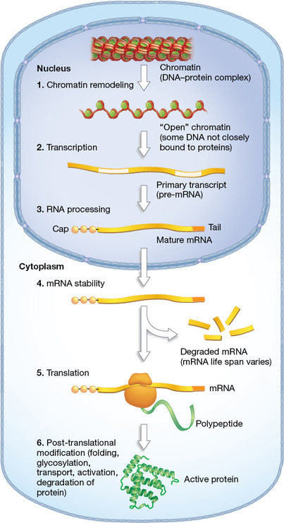 Solved A gene-regulation strategy that is unique to | Chegg.com