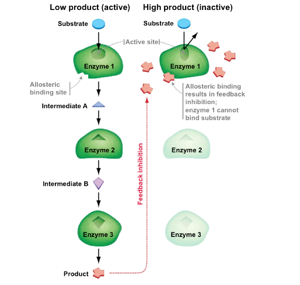 Solved Low product (active) High product (inactive)