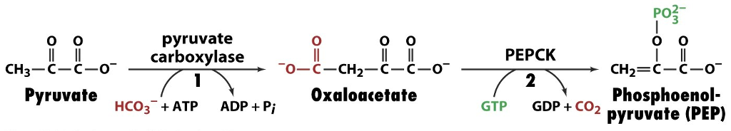 Solved Reactions above show the conversion of pyruvate to | Chegg.com