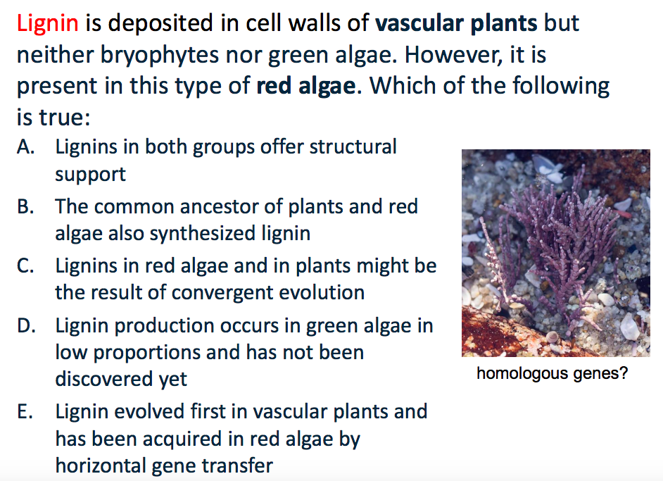 solved-lignin-is-deposited-in-cell-walls-of-vascular-plants-chegg