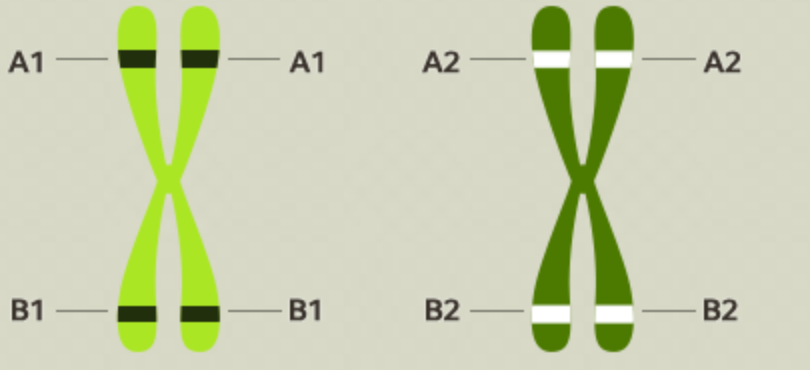 Biology gene pairs homework help