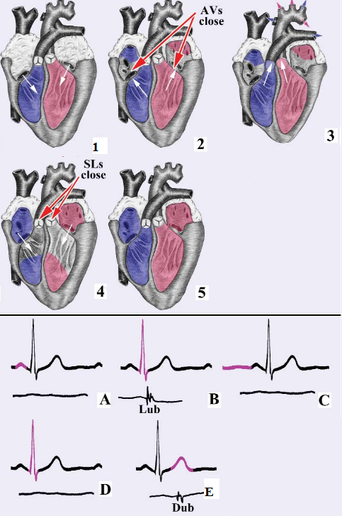 😂 Cycle Of Events In The Heart. The Cardiac Cycle: Phases, Explanation 